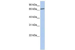 LSS antibody used at 1 ug/ml to detect target protein. (LSS Antikörper)