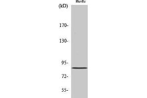 Western Blotting (WB) image for anti-phosphofructokinase, Platelet (PFKP) (Internal Region) antibody (ABIN3176853) (PFKP Antikörper  (Internal Region))