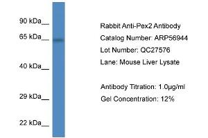 Western Blotting (WB) image for anti-Peroxisomal Biogenesis Factor 2 (PEX2) (C-Term) antibody (ABIN785854) (PEX2 Antikörper  (C-Term))