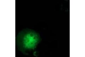 Anti-GBP5 mouse monoclonal antibody (ABIN2454091) immunofluorescent staining of COS7 cells transiently transfected by pCMV6-ENTRY GBP5 (RC206627). (GBP5 Antikörper)