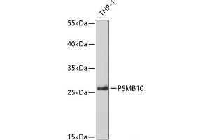 Western blot analysis of extracts of THP-1 cells using PSMB10 Polyclonal Antibody at dilution of 1:5000. (PSMB10 Antikörper)