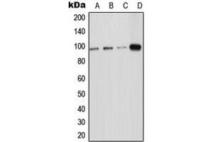 Western blot analysis of ICAM-5 expression in HeLa (A), HEK293T (B), Raw264. (ICAM5 Antikörper  (Center))