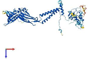 P2RX7 Protein (AA 1-595) (His tag)