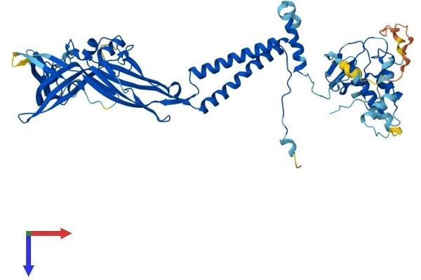 P2RX7 Protein (AA 1-595) (His tag)