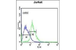 EHMT2 Antibody (N-term) (ABIN651717 and ABIN2840372) flow cytometric analysis of Jurkat cells (right histogram) compared to a negative control cell (left histogram).
