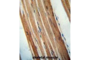 TMCO7 antibody (C-term) immunohistochemistry analysis in formalin fixed and paraffin embedded human skeletal muscle followed by peroxidase conjugation of the secondary antibody and DAB staining. (TANGO6/TMCO7 Antikörper  (C-Term))