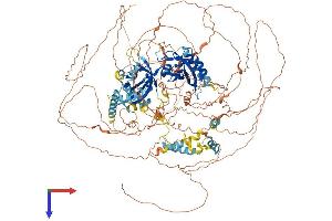 PER2 Protein (AA 1-1255) (His tag)