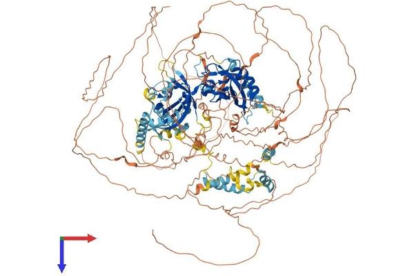 PER2 Protein (AA 1-1255) (His tag)