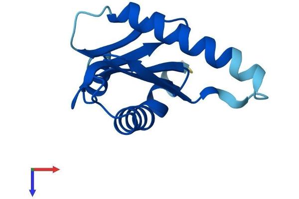 LAMTOR2 Protein (AA 1-125) (His tag)