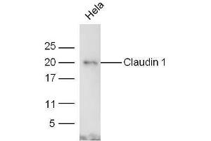 HeLa lysates probed with Rabbit Anti-Claudin 1 Polyclonal Antibody  at 1:5000 for 90 min at 37˚C. (Claudin 1 Antikörper  (AA 121-211))