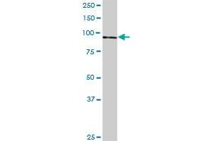 C4orf9 MaxPab polyclonal antibody. (Nop14 Antikörper  (AA 1-806))