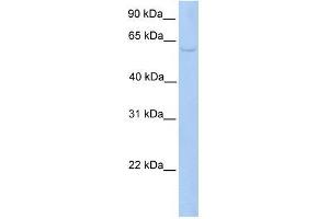 PWP1 antibody used at 0. (PWP1 Antikörper  (C-Term))