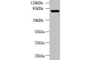 Western blot All lanes: CLPB antibody at 5 μg/mL + 293T whole cell lysate Secondary Goat polyclonal to rabbit IgG at 1/10000 dilution Predicted band size: 79, 76, 73, 75, 58 kDa Observed band size: 79 kDa (CLPB Antikörper  (AA 1-350))