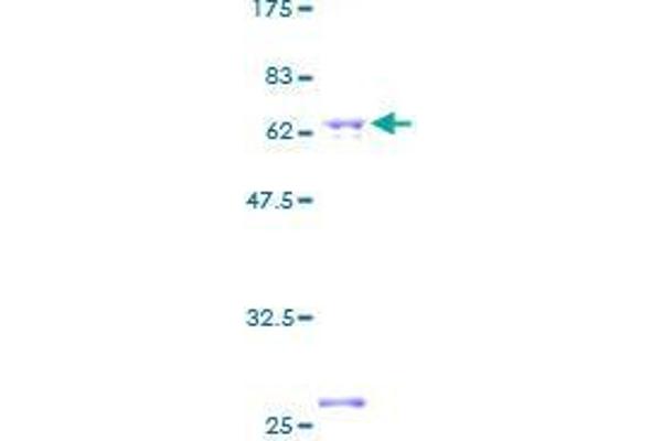 CDC37L1 Protein (AA 1-337) (GST tag)