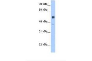 Image no. 1 for anti-Solute Carrier Family 35, Member F5 (SLC35F5) (AA 351-400) antibody (ABIN320850)