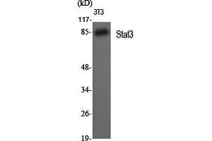 Western Blotting (WB) image for anti-Signal Transducer and Activator of Transcription 3 (Acute-Phase Response Factor) (STAT3) (Ser727) antibody (ABIN5961852)