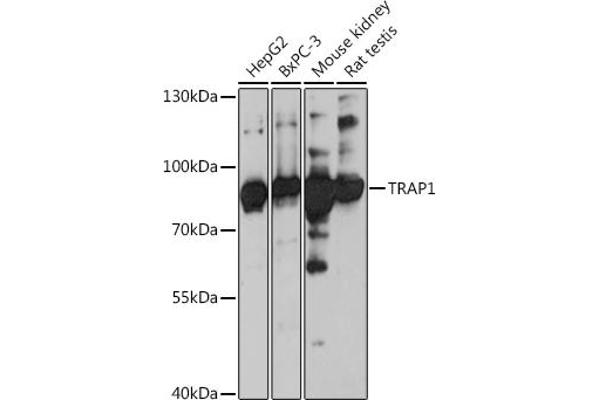 TRAP1 Antikörper  (AA 445-704)