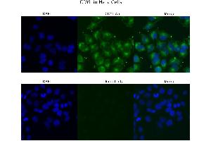 Sample Type :  HeLa   Primary Antibody Dilution:  4 ug/ml   Secondary Antibody :  Anti-rabbit Alexa 546   Secondary Antibody Dilution:  2 ug/ml   Gene Name :  CDYL (CDYL Antikörper  (N-Term))