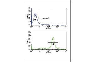 FCGR2A Antibody (C-term) (ABIN652864 and ABIN2842562) flow cytometric analysis of MDA-M cells (bottom histogram) compared to a negative control cell (top histogram). (FCGR2A Antikörper  (C-Term))