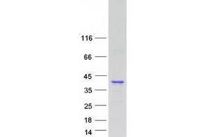 Western Blotting (WB) image for Zinc Finger, Matrin-Type 3 (ZMAT3) (Transcript Variant 1) protein (Myc-DYKDDDDK Tag) (ABIN2735911)