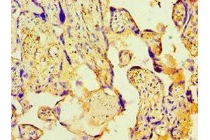 Immunohistochemistry of paraffin-embedded human placenta tissue using ABIN7166903 at dilution of 1:100