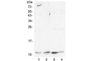Western blot testing of human 1) HeLa, 2) HepG2, 3) K562 and 4) Caco-2 lysate with Cytochrome C antibody at 0. (Cytochrome C Antikörper  (AA 2-105))