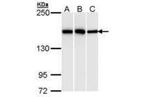 Image no. 1 for anti-High Density Lipoprotein Binding Protein (HDLBP) (AA 372-633) antibody (ABIN467565) (HDLBP Antikörper  (AA 372-633))