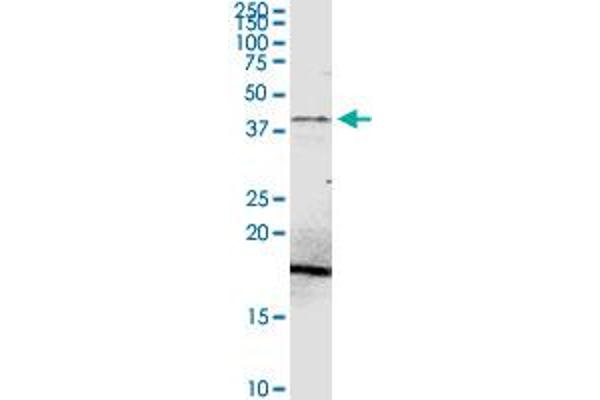 PDHA2 antibody  (AA 1-388)