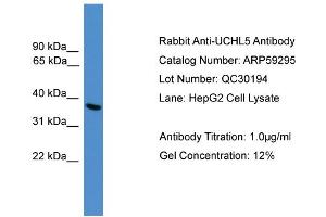 WB Suggested Anti-UCHL5  Antibody Titration: 0. (UCHL5 Antikörper  (C-Term))