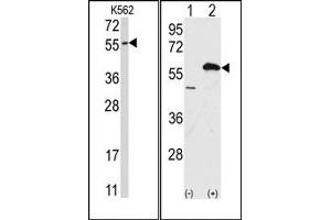 Image no. 1 for anti-Ubiquilin 1 (UBQLN1) (Middle Region) antibody (ABIN357612) (Ubiquilin 1 Antikörper  (Middle Region))