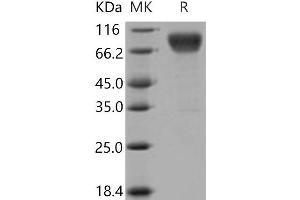 Western Blotting (WB) image for Inducible T-Cell Co-Stimulator Ligand (ICOSLG) (Active) protein (His tag,Fc Tag) (ABIN7196187) (ICOSLG Protein (His tag,Fc Tag))