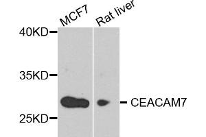 Western blot analysis of extracts of various cell lines, using CEACAM7 antibody (ABIN5974489) at 1/1000 dilution. (CEACAM7 Antikörper)