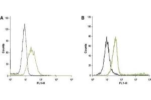 Cell surface detection of Orai1 in intact human  HL-60 acute promyelocytic leukemia cells (A) and human Jurkat T-cell leukemia cells (B). (ORAI1 Antikörper  (2nd Extracellular Loop))