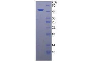 SDS-PAGE analysis of Chicken Interferon alpha Protein. (IFNA Protein)