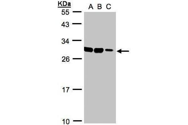 ASB9 Antikörper