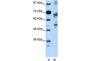 Western Blotting (WB) image for anti-Transcription Factor 12 (TCF12) antibody (ABIN2461686) (TCF12 Antikörper)