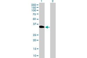 Western Blot analysis of DOK3 expression in transfected 293T cell line by DOK3 MaxPab polyclonal antibody. (DOK3 Antikörper  (AA 1-330))