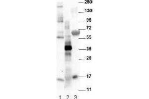 Image no. 1 for anti-Growth Differentiation Factor 15 (GDF15) (C-Term) antibody (ABIN452672) (GDF15 Antikörper  (C-Term))