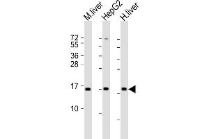 All lanes : Anti-CYB5A Antibody (Center) at 1:2000 dilution Lane 1: mouse liver lysate Lane 2: HepG2 lysate Lane 3: human liver lysate Lysates/proteins at 20 μg per lane. (CYB5A Antikörper  (AA 31-65))