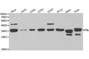 Western blot analysis of extracts of various cell lines, using FBL antibody. (Fibrillarin Antikörper)