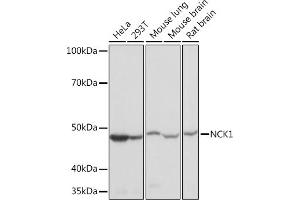Western blot analysis of extracts of various cell lines, using NCK11 Rabbit mAb (ABIN7268834) at 1:1000 dilution.