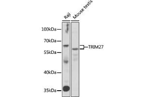 Western blot analysis of extracts of various cell lines, using TRIM27 antibody (ABIN6132592, ABIN6149516, ABIN6149517 and ABIN6222037) at 1:1000 dilution. (TRIM27 Antikörper  (AA 214-513))