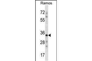 Western blot analysis in Ramos cell line lysates (35ug/lane). (NDN Antikörper  (N-Term))