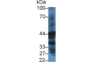 Detection of HPD in Human Liver lysate using Polyclonal Antibody to 4-Hydroxyphenylpyruvate Dioxygenase (HPD) (HPD Antikörper  (AA 2-393))