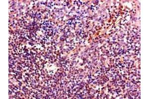 Immunohistochemistry of paraffin-embedded human tonsil tissue using ABIN7156914 at dilution of 1:100