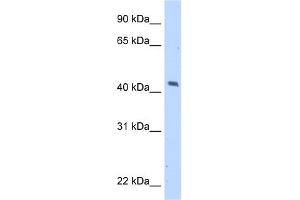 WB Suggested Anti-MAGEA1 Antibody Titration:  5.