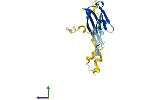 Protein Structure (PS) image for Crystallin, alpha A (CRYAA) (AA 1-173) protein (His tag) (ABIN7546771)