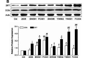 Effects of ODNs on osteogenic differentiation gene expression. (COL1A2 Antikörper  (AA 500-600))
