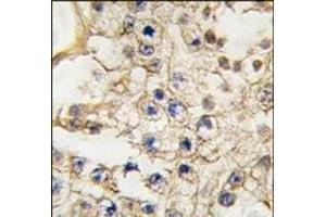 Formalin-fixed and paraffin-embedded human testis tissue reacted with EPHA10 antibody (N-term), which was peroxidase-conjugated to the secondary antibody, followed by DAB staining. (EPH Receptor A10 Antikörper  (N-Term))