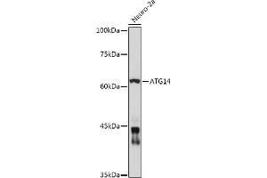 Western blot analysis of extracts of Neuro-2a cells, using  antibody (ABIN6131258, ABIN6137246, ABIN6137247 and ABIN6223428) at 1:1000 dilution. (ATG14 Antikörper  (AA 1-310))